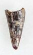 Eryops Tooth From Oklahoma - Giant Permian Amphibian #33551-1